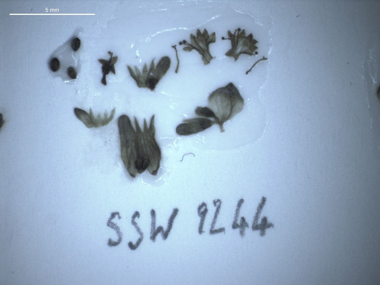 Platostoma 5