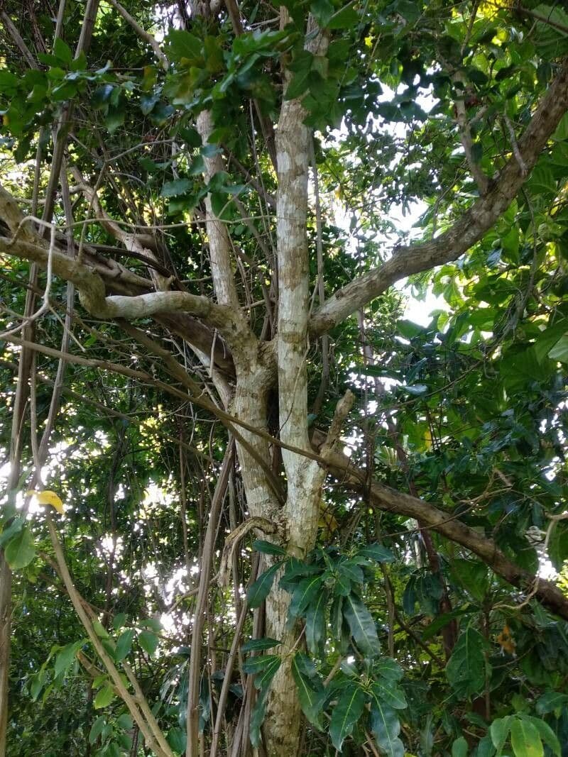 Madera de plomo 8