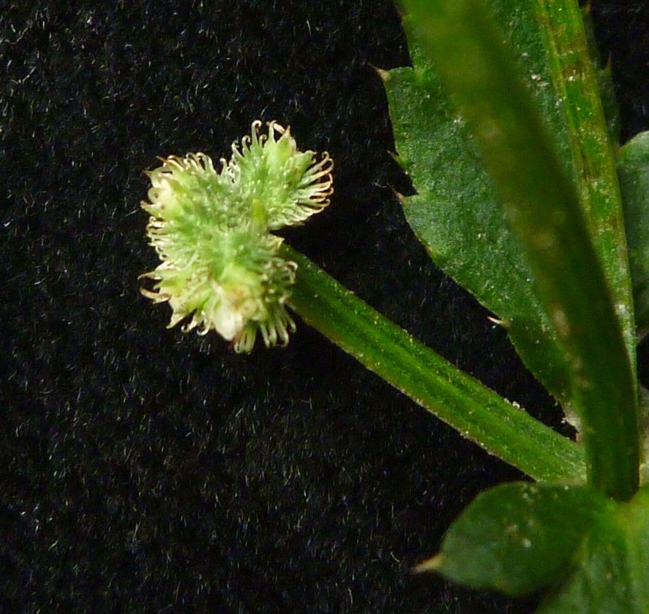 Sanikula 6