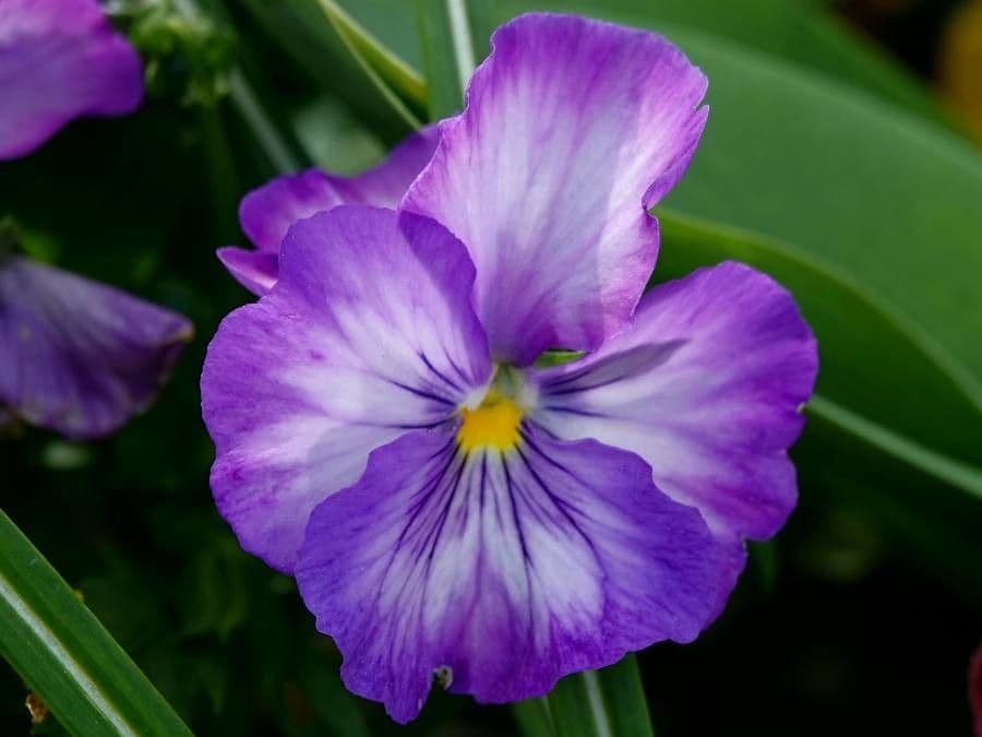 Viola con sperone 3