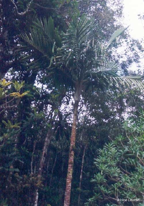 Burretiokentia 8