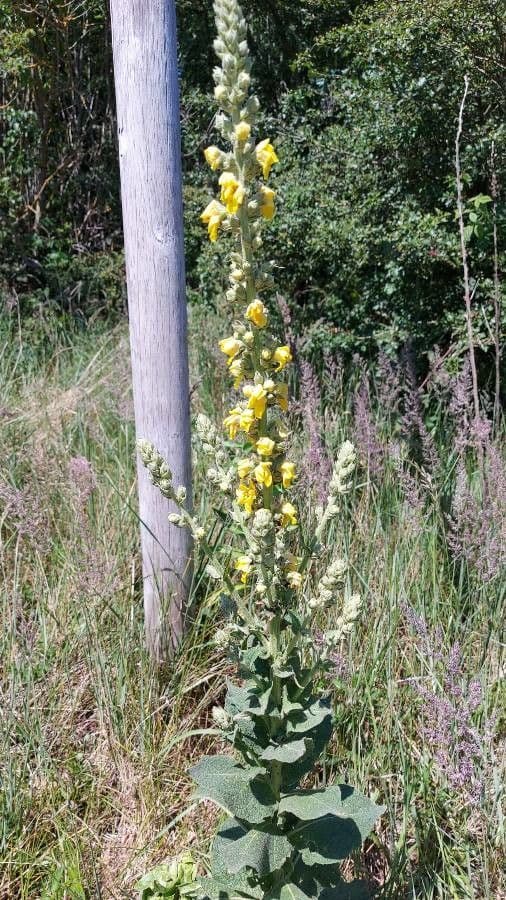 Verbasco phlomoides 8