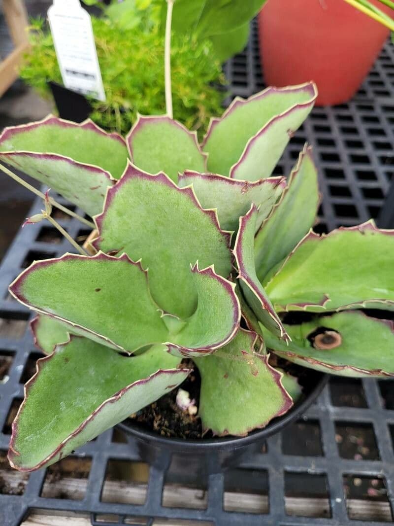 Kalanchoe 13