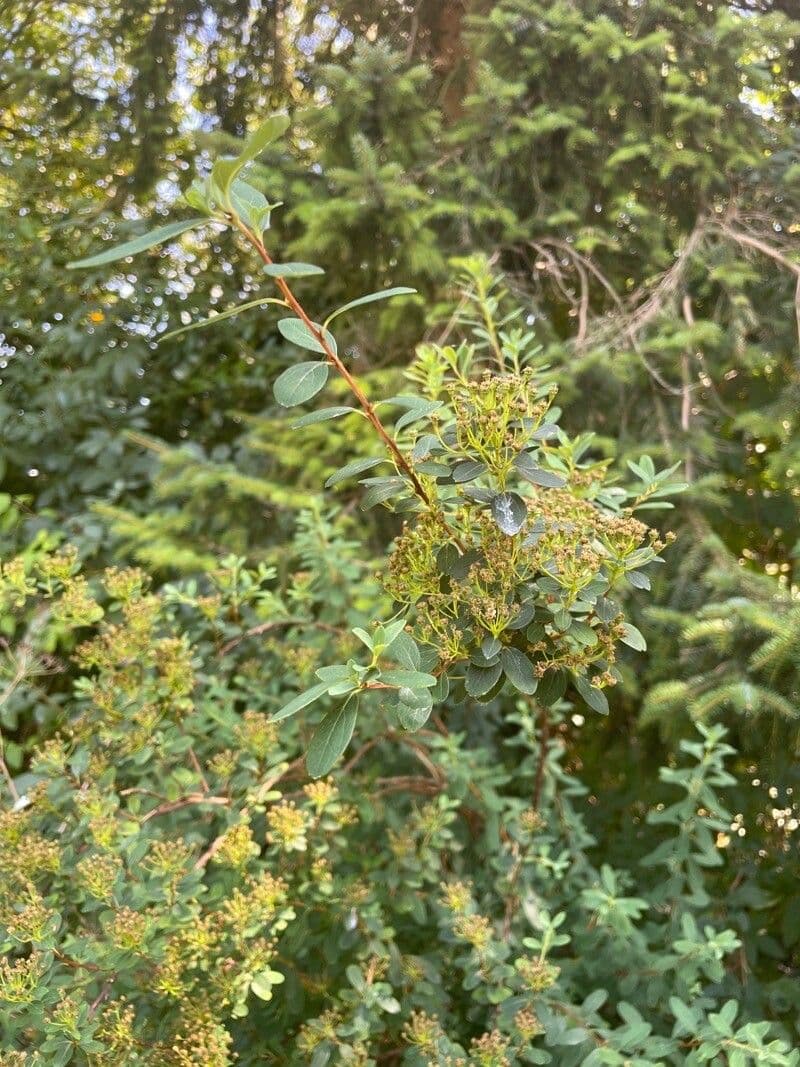 Spiraea di Douglas 12