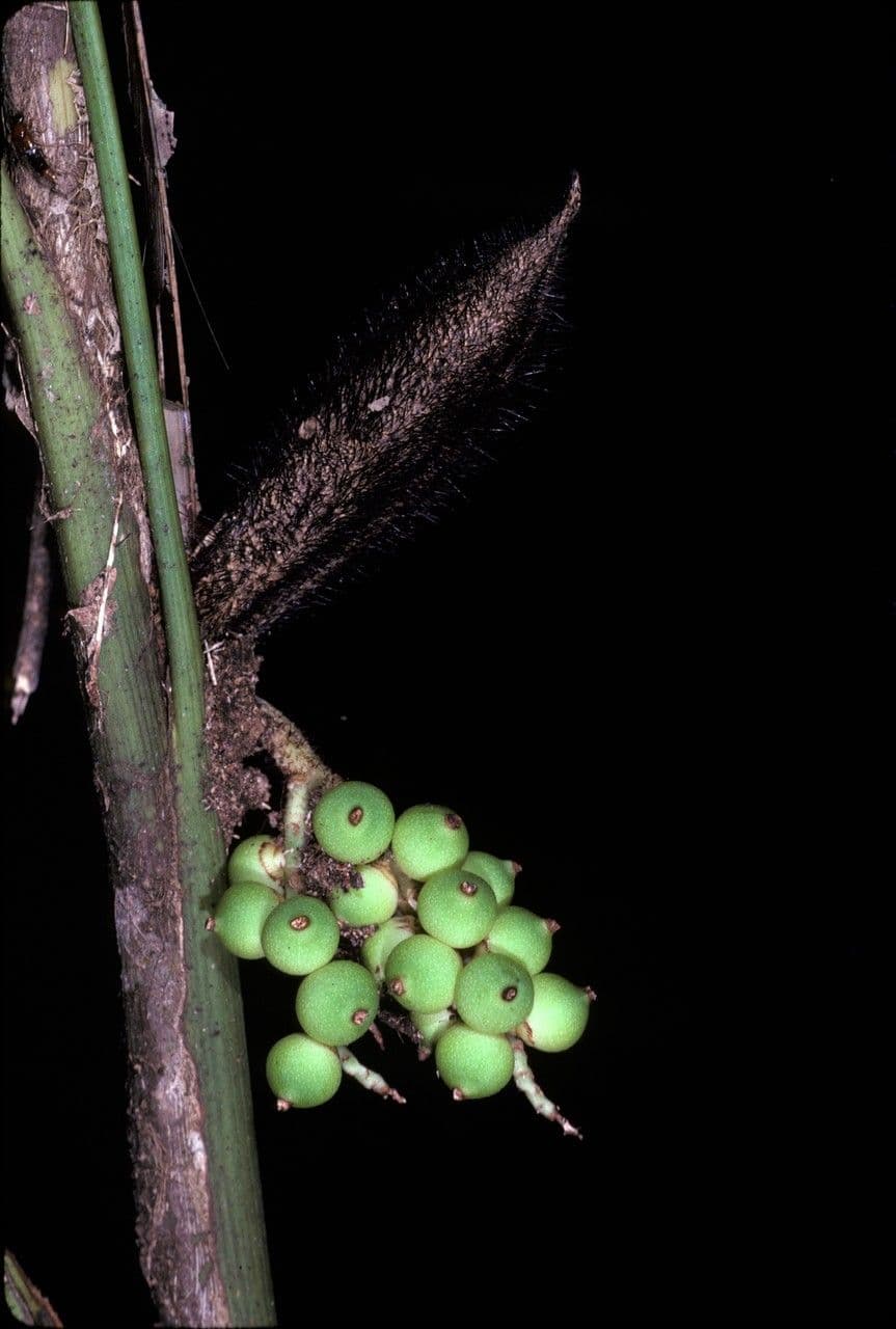 Bactris