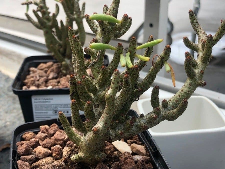 Cotyledon 2