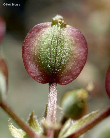 Wollfrucht-Wüstenkerbel 2