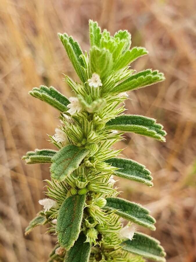 Leucas 3