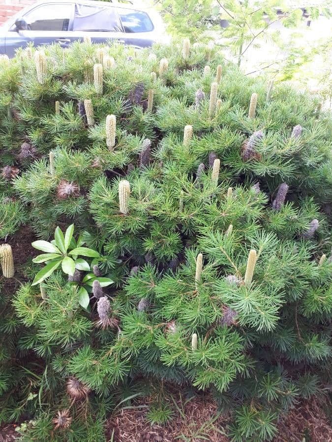 Banksia espigada 15