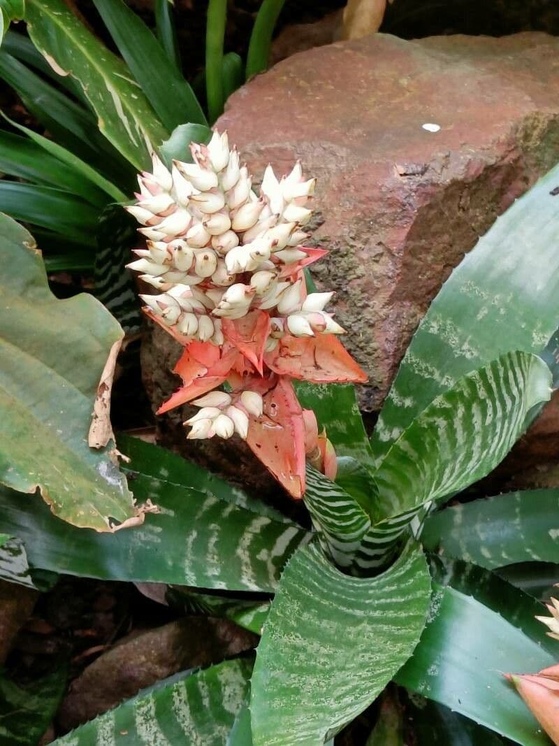 Aechmea 4