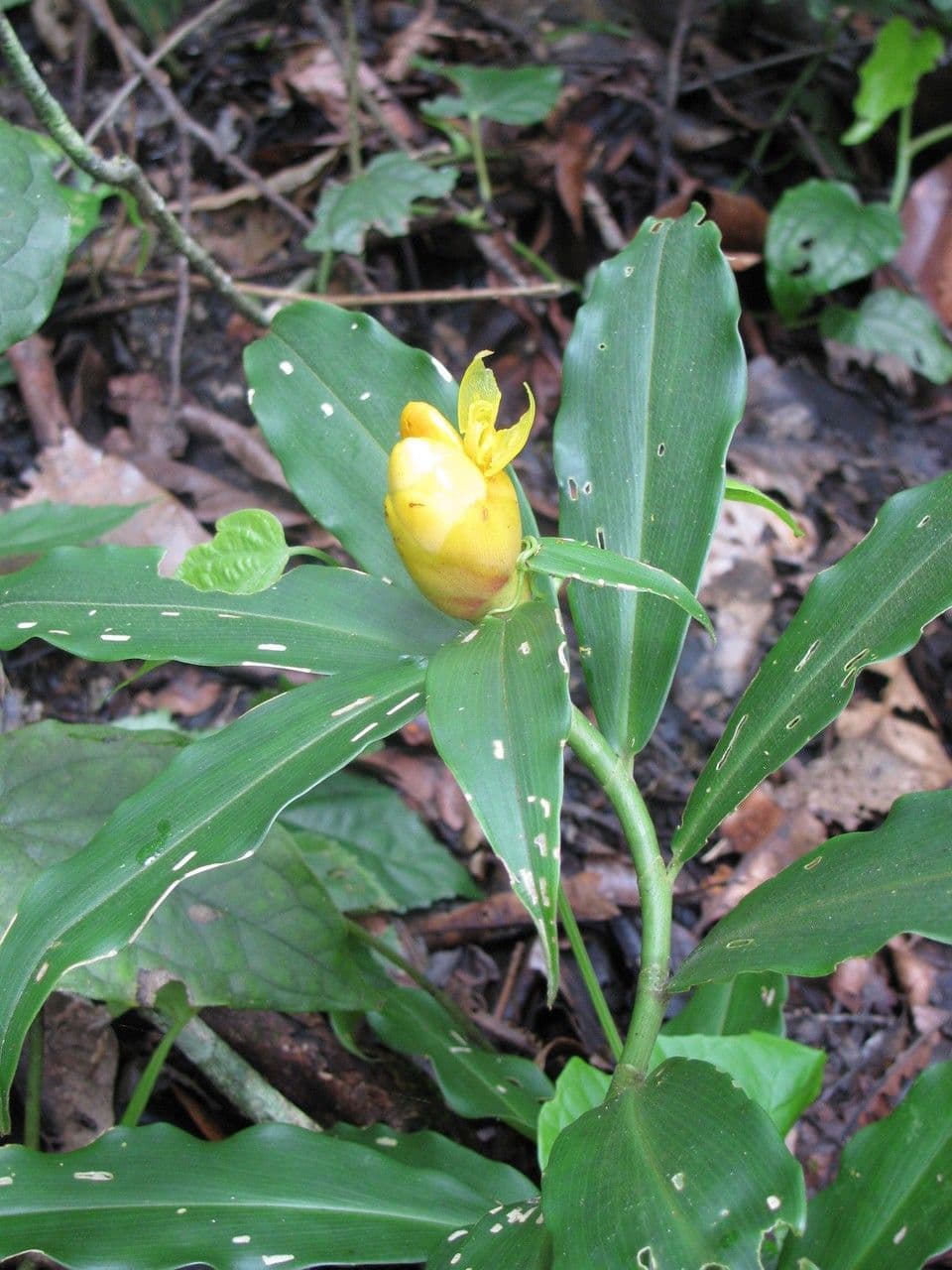 Costus 10