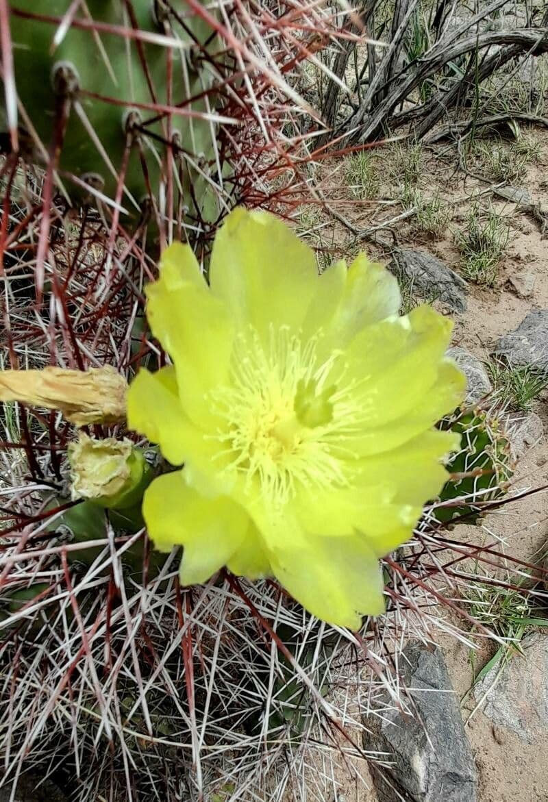 Prickly Pear 2