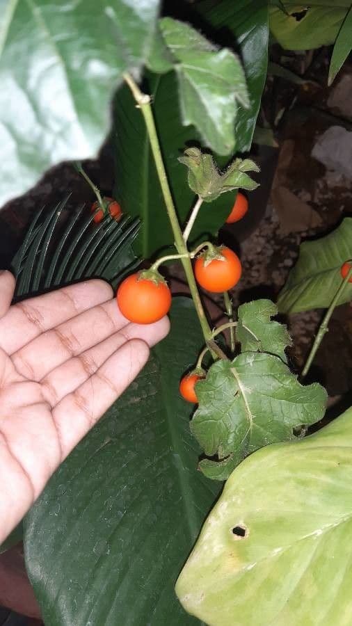 Solanum capsicoides 5