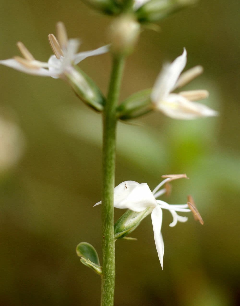 Coutoubea spigata 6