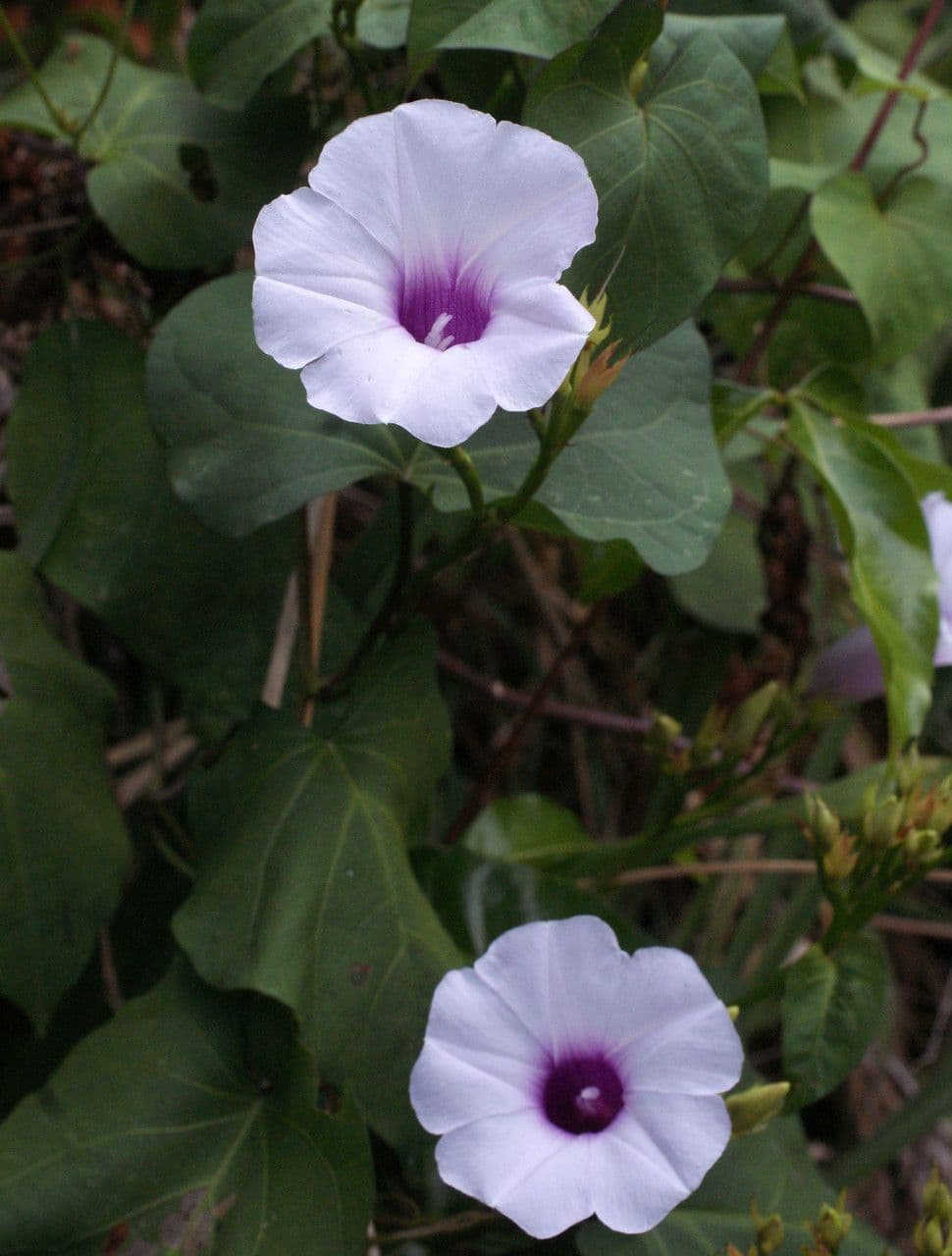 Ipomea carnosa 26