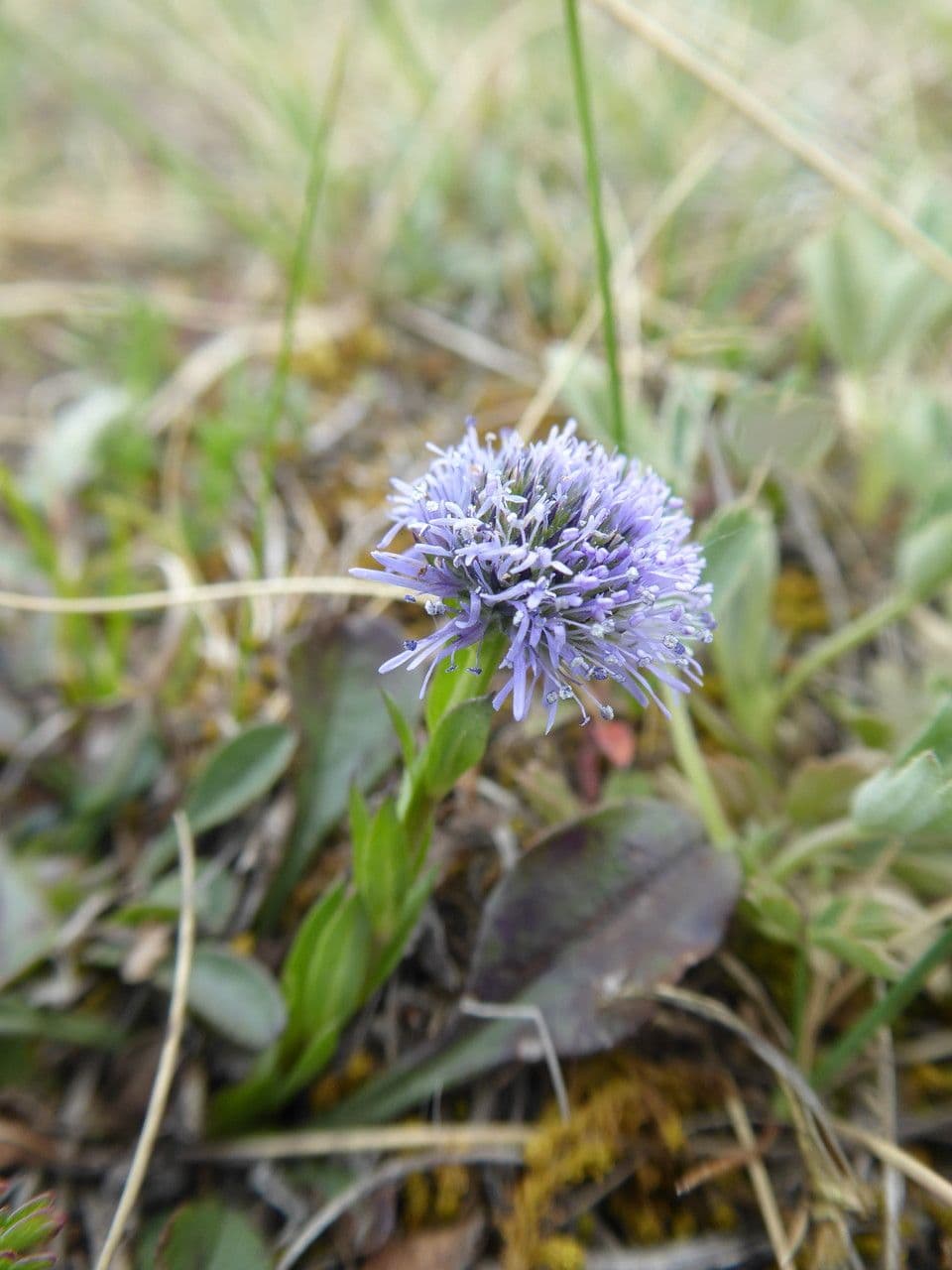 Gewöhnliche Kugelblume 7