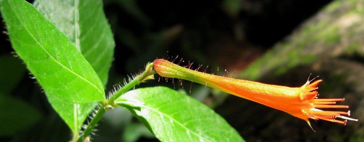 Cuphea appendiculata 11