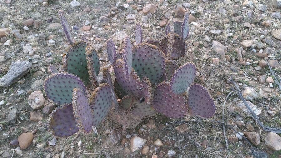 Opuntia macrocentra 15