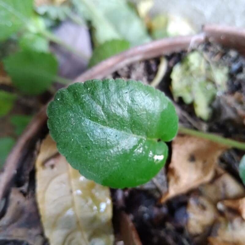 Dorstenia 4