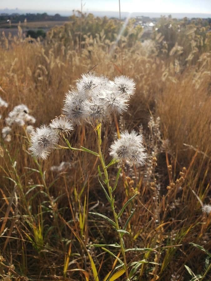 Brickellia eupatorioides 17