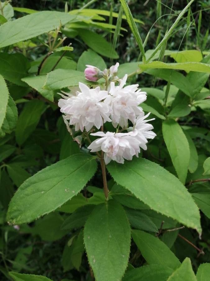 Deutzia scabra 27