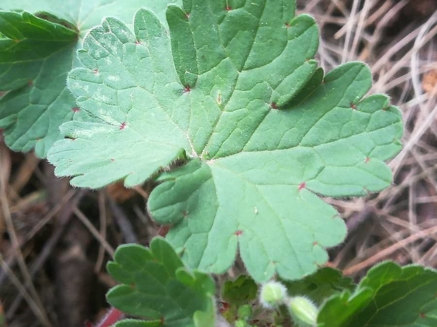 Géranium à feuilles rondes 16