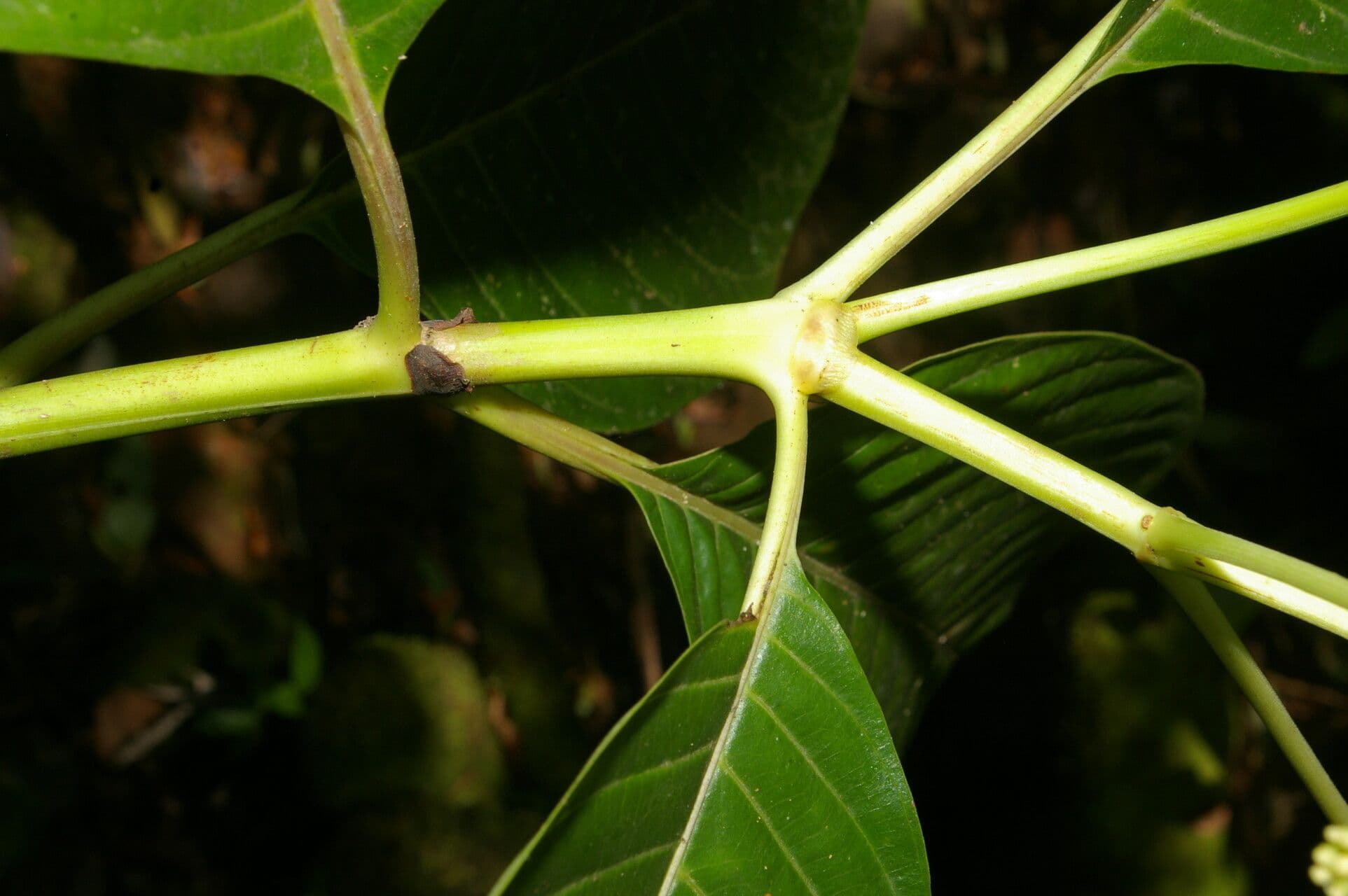 Palicourea 17