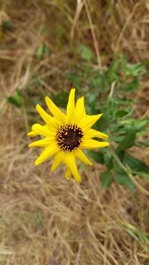 Encelia kalifornská 3