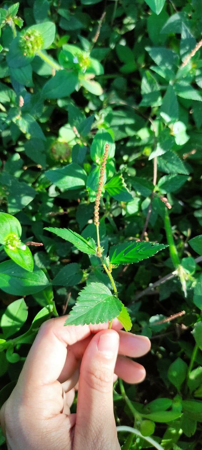Acalypha 9