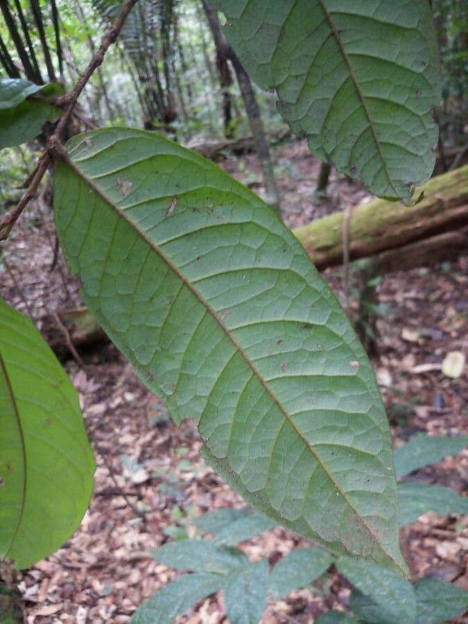 Hirtella