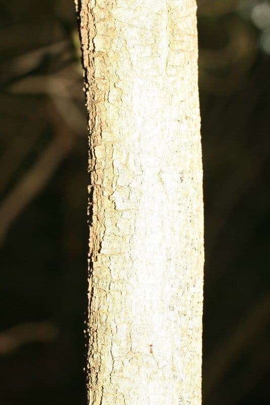 Indaco 23