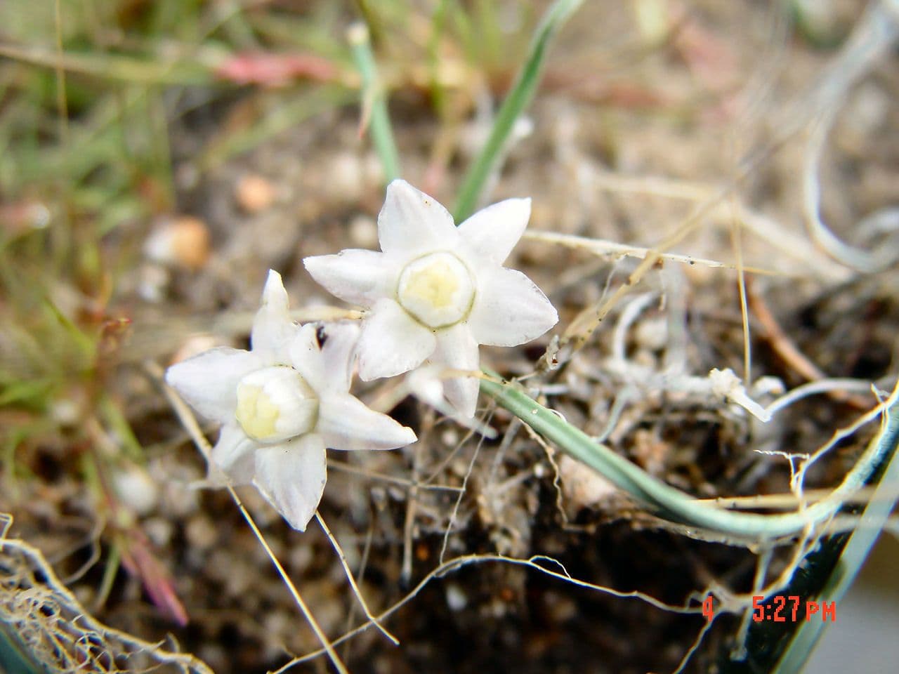 Muilla coronata 4