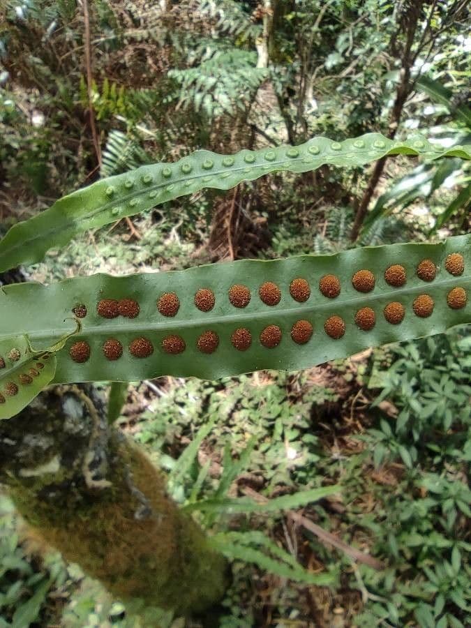 Lepisorus 7