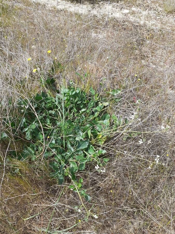 Rucola 14