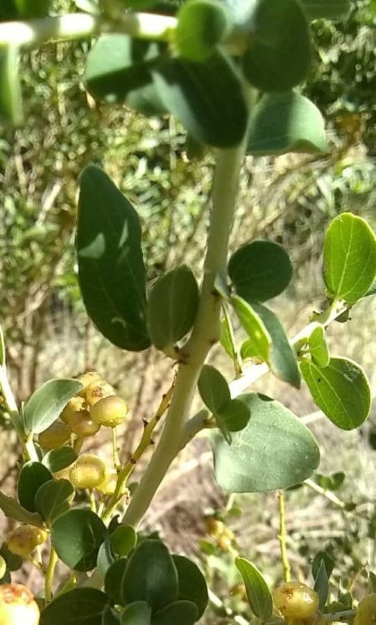 Ceanothus 12