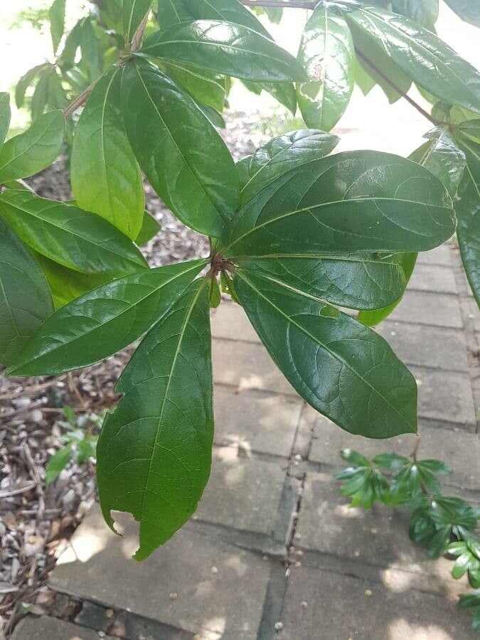 Terminalia 2