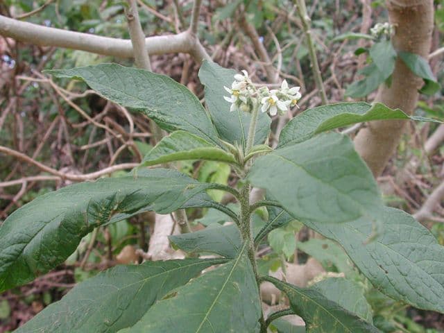 Solanum nudo 16