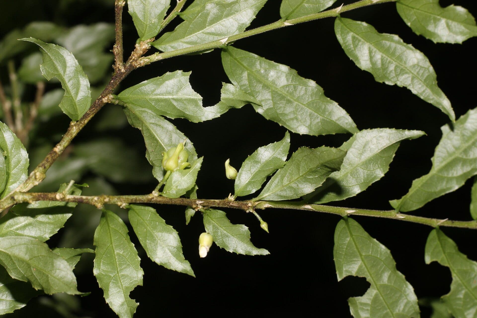 Hybanthus 7