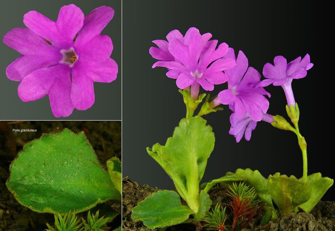 Primula hirsuta 24