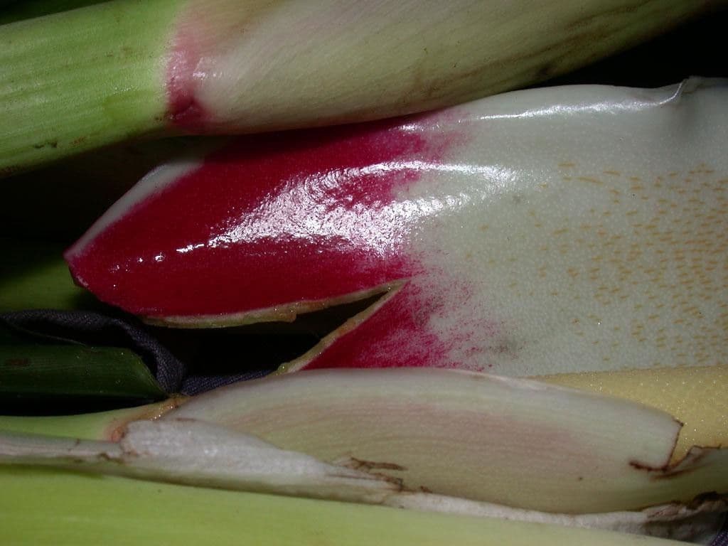 Filodendro tripartito 23