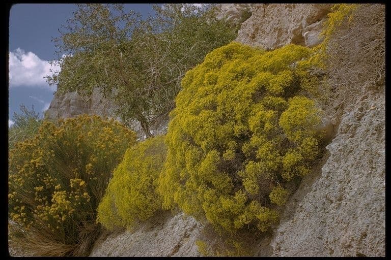 Eriogonum 4