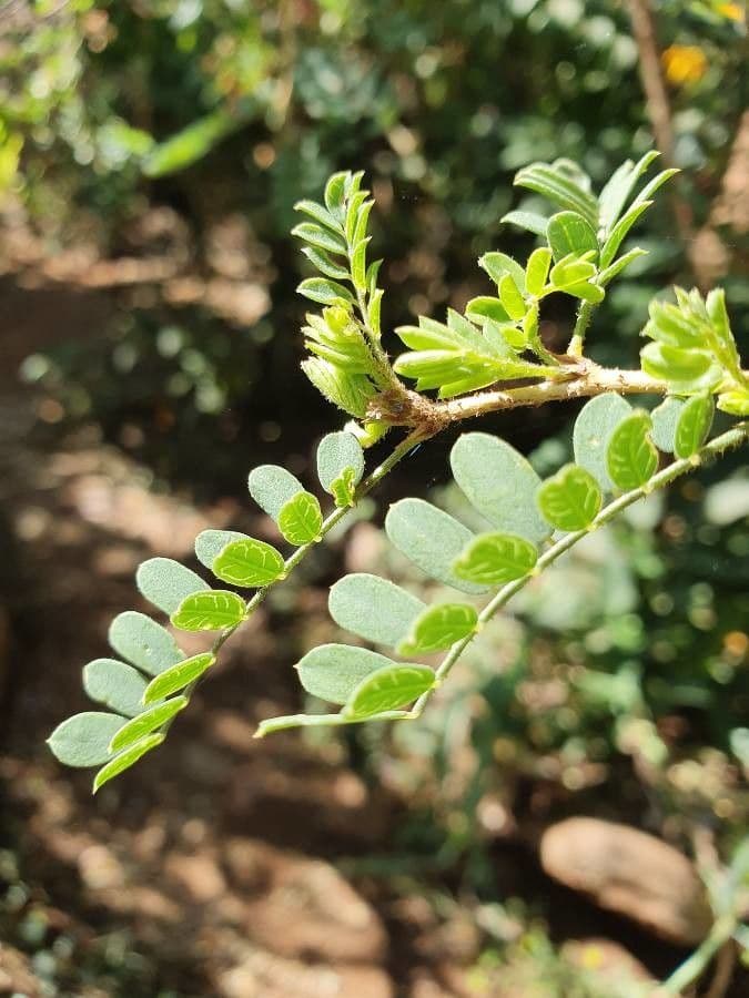 Ormocarpum 20
