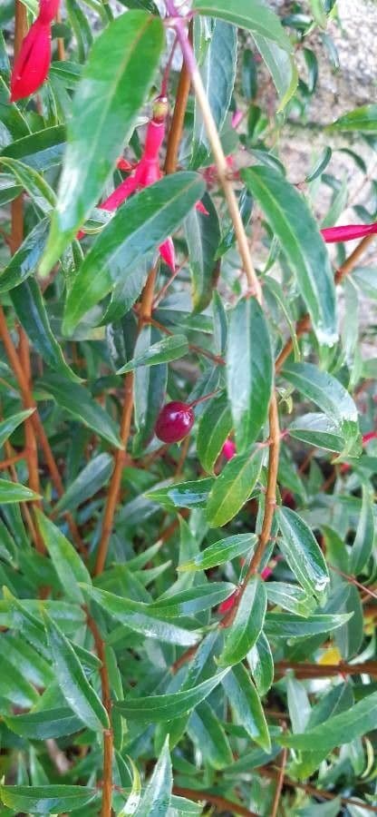 Fuchsien