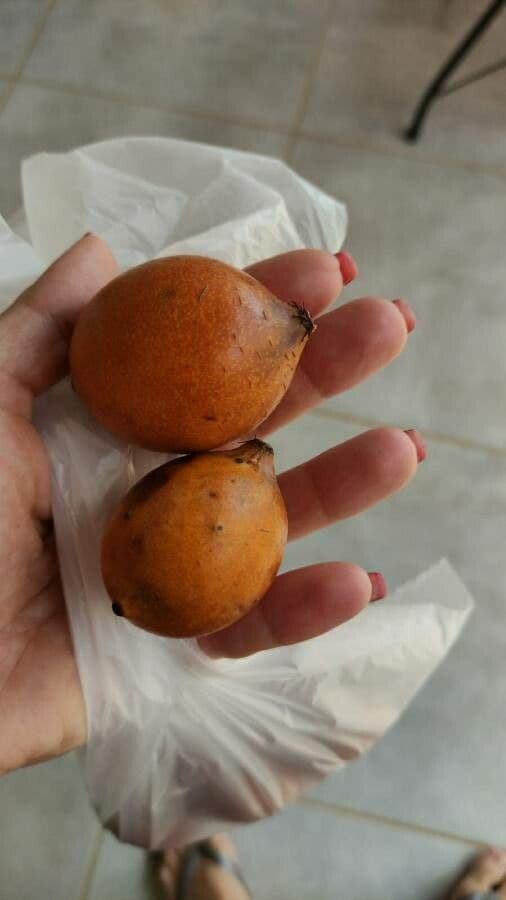 Garcinia
