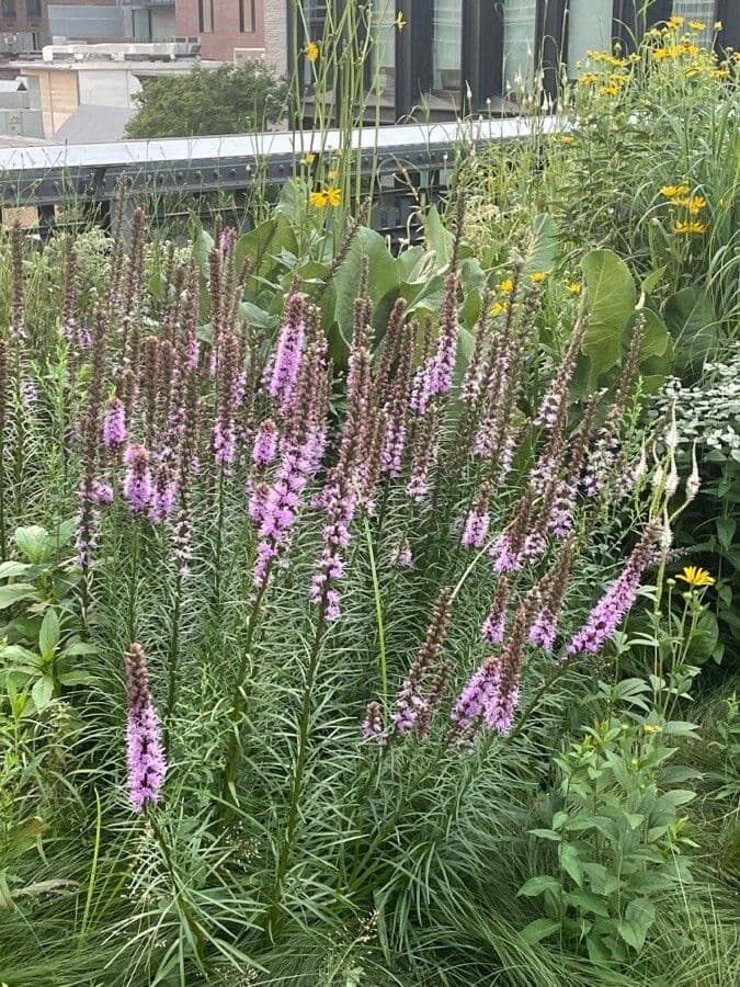 Liatris 2