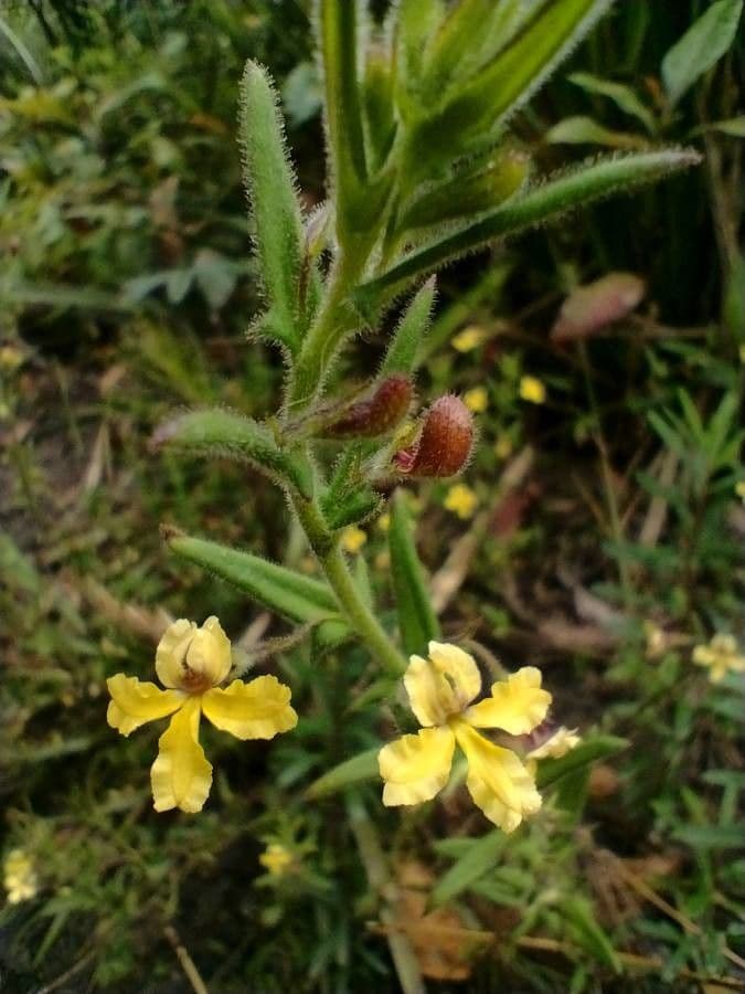 Goodenia 3