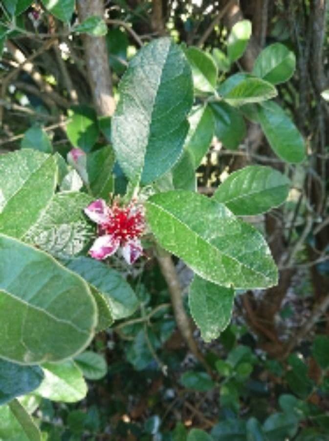 Feijoa 9