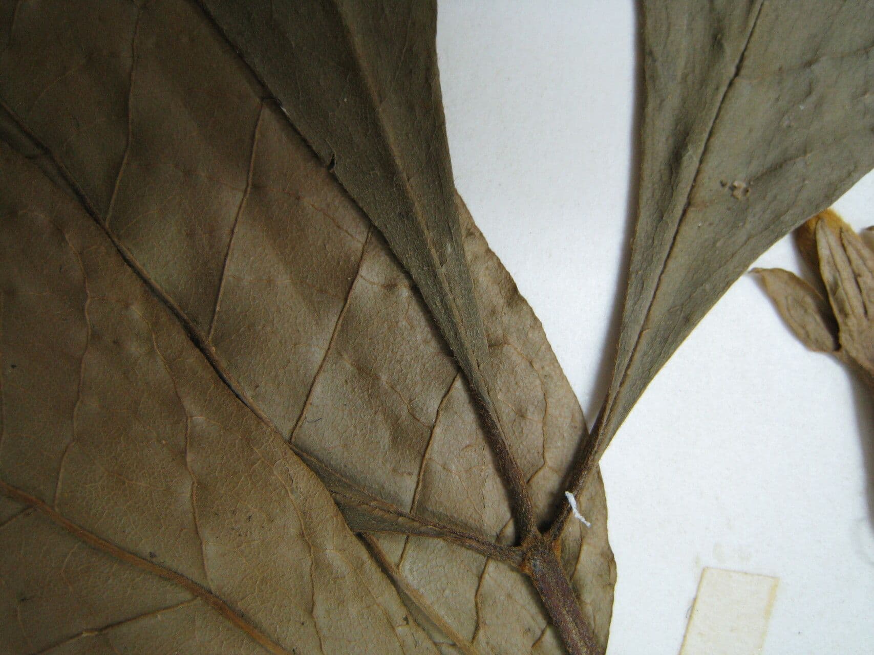 Vitex 9