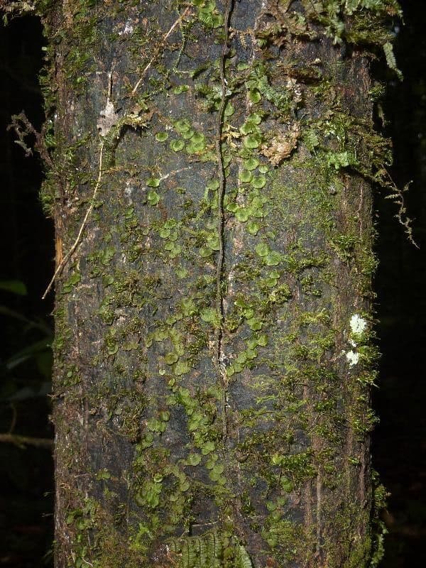 Guatteria anteridifera