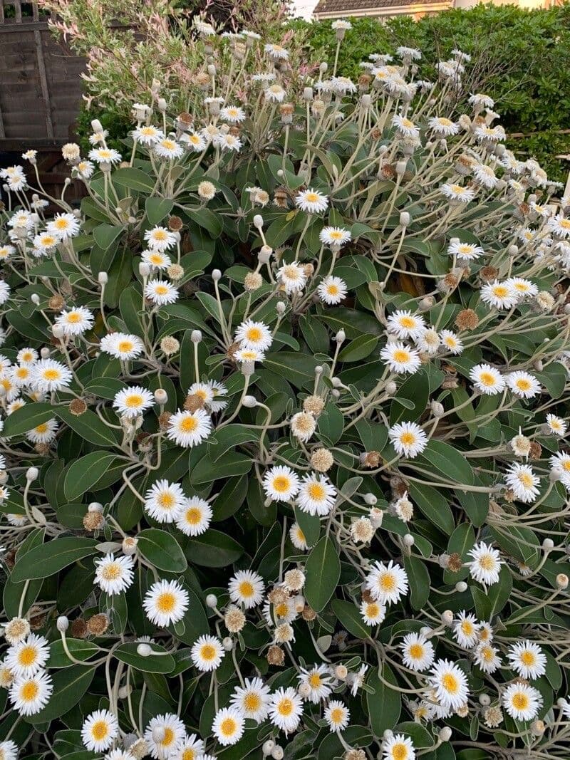 Pachystegia 5